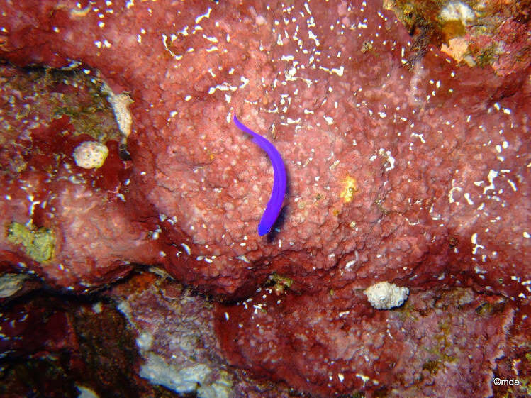 Image of Orchid dottyback