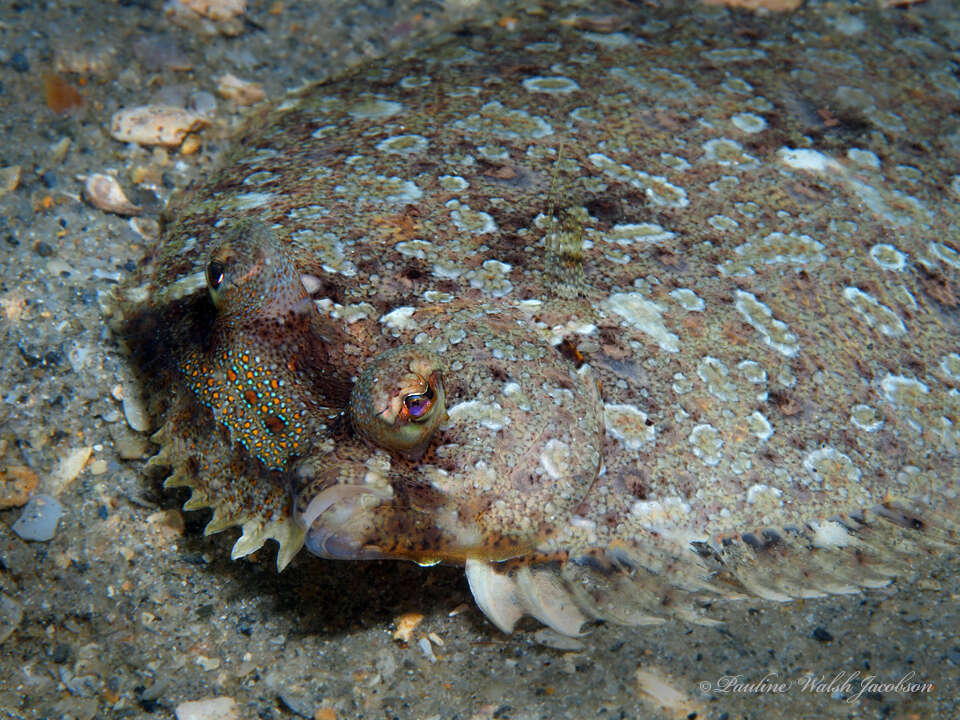 Image of Eyed Flounder