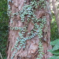 Image of Dischidia nummularia R. Br.