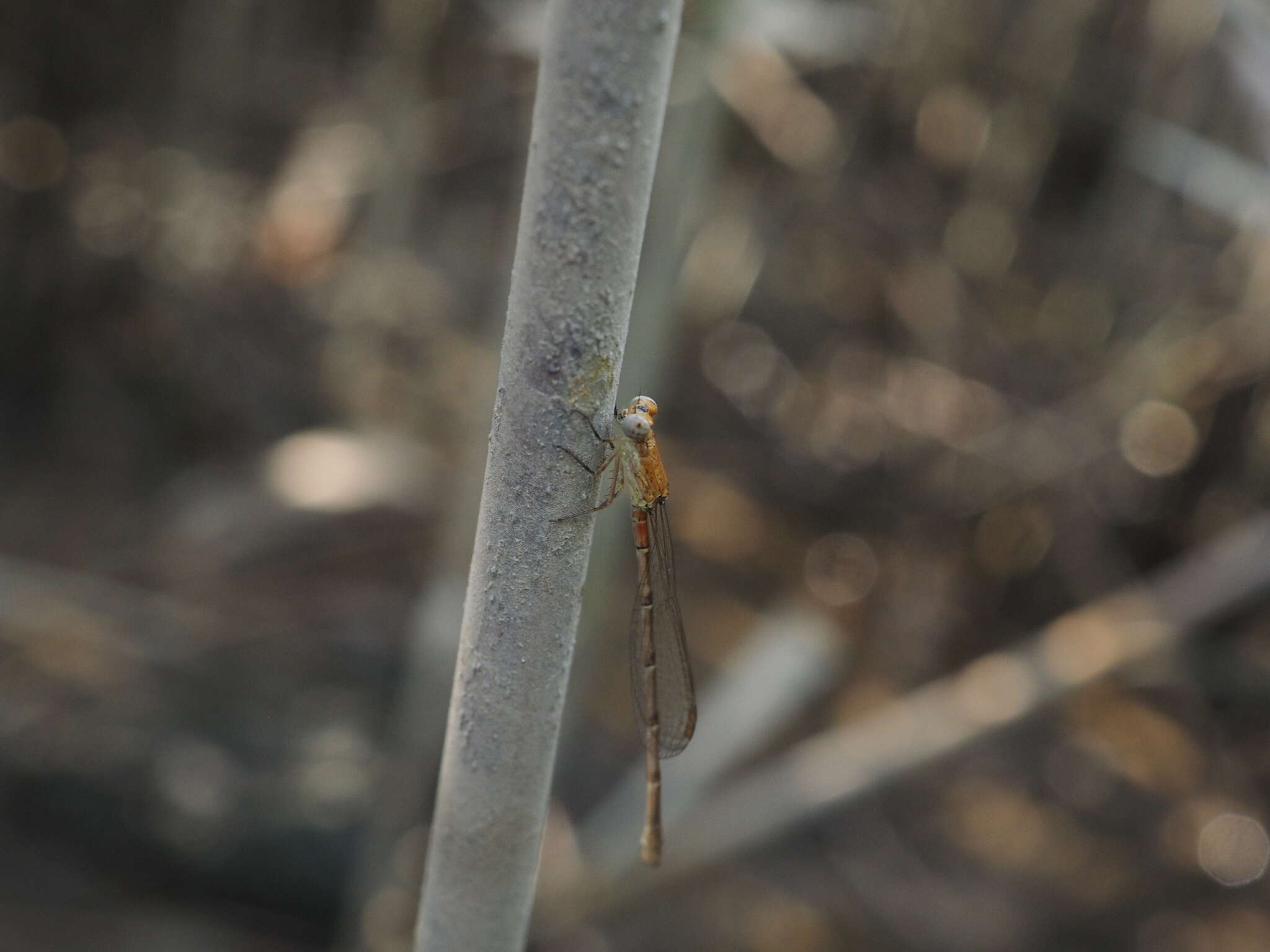 Image of Four-spot Midget