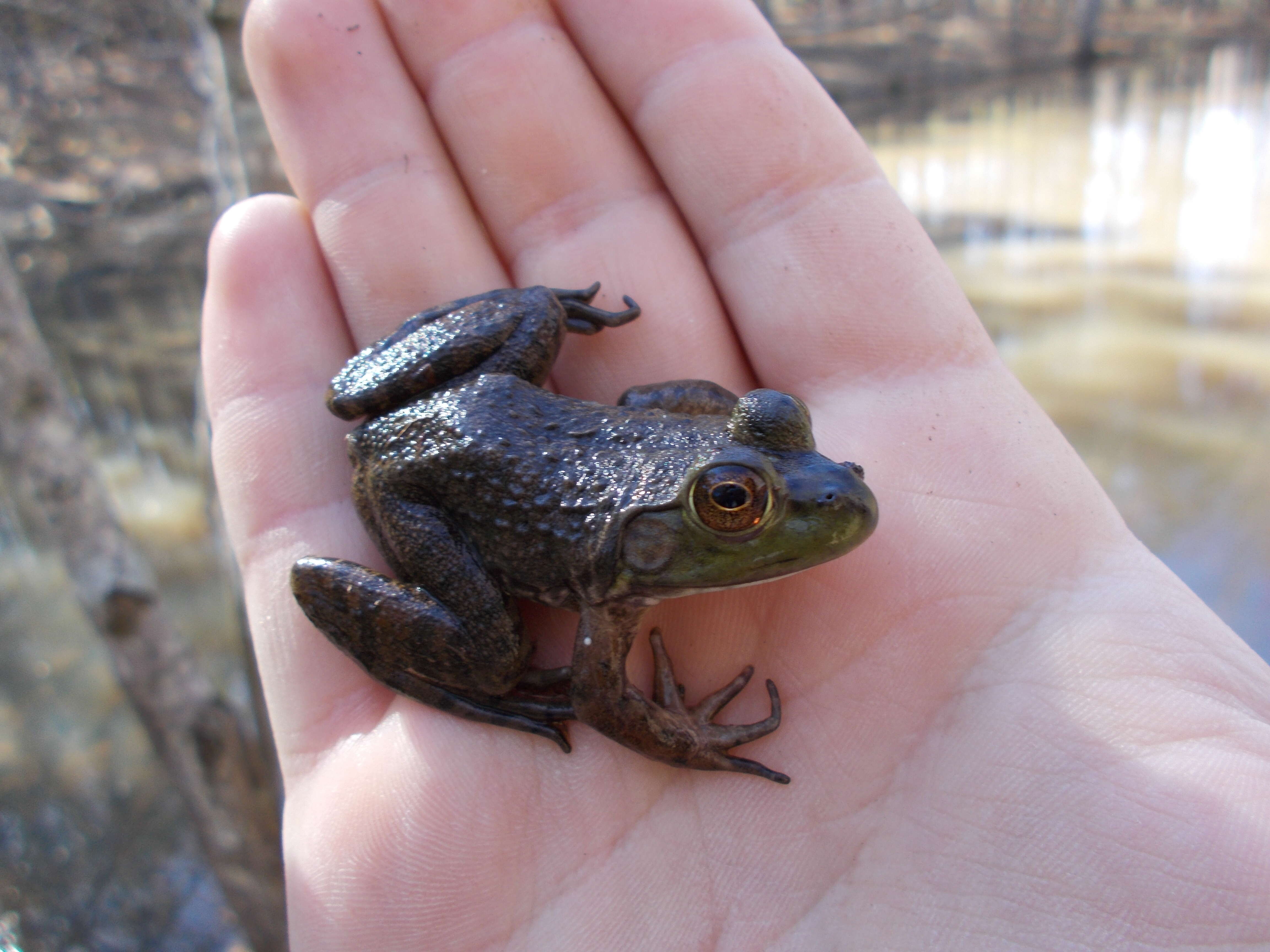 Image of Green Frog