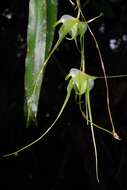 Imagem de Aeranthes caudata Rolfe