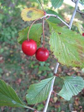 Image of dotted hawthorn