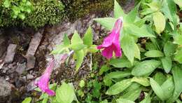 Image of Great Purple Monkey-Flower