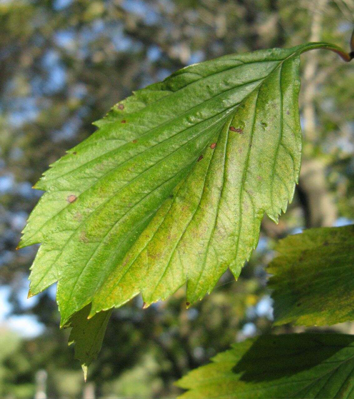 Image of dotted hawthorn