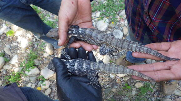 Image of Balsas Armed Lizard