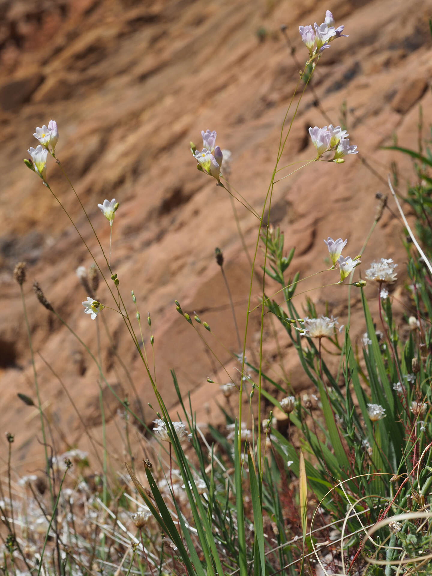 Image of Ixia saundersiana