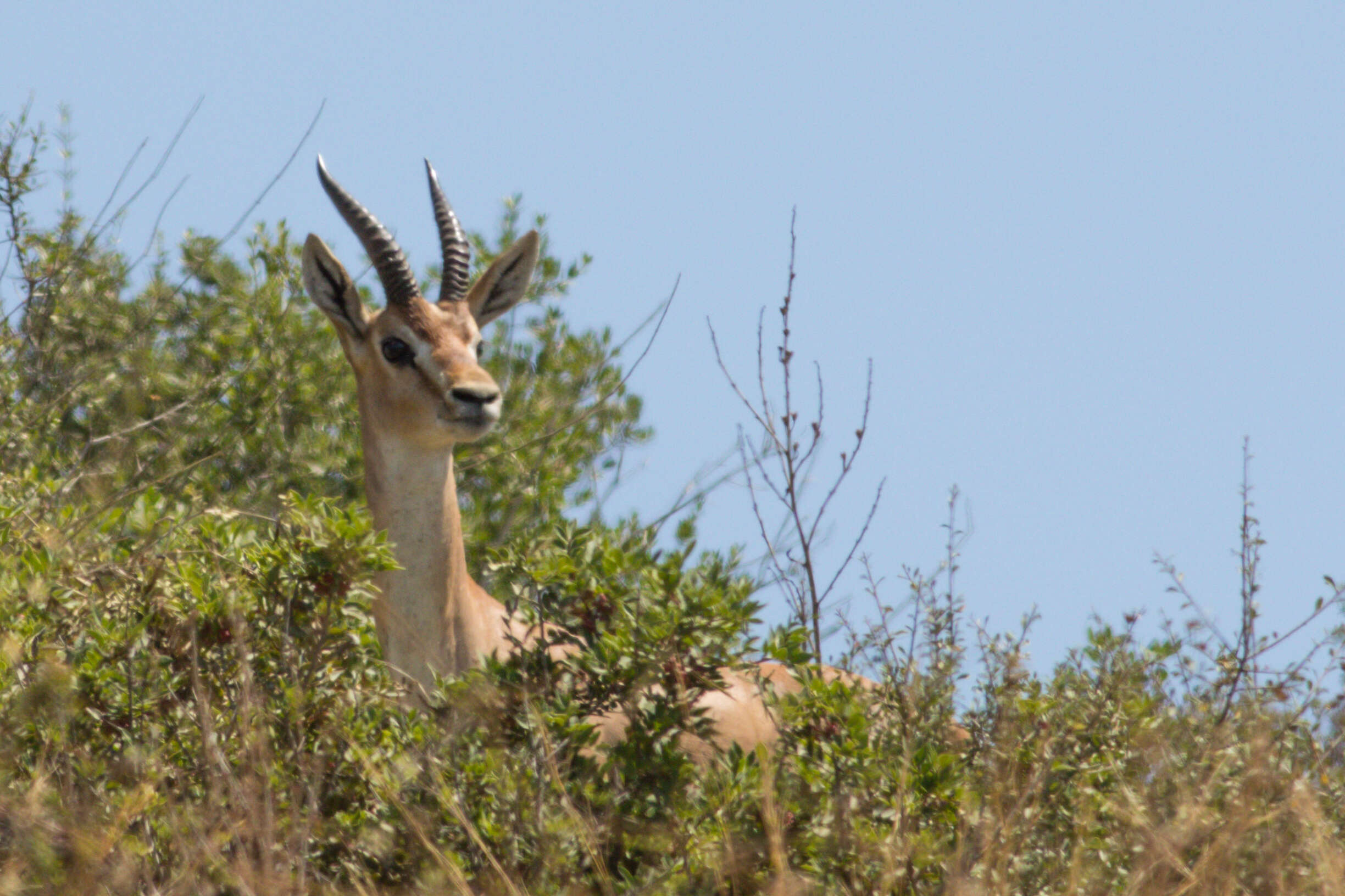 Image of Mountain Gazelle