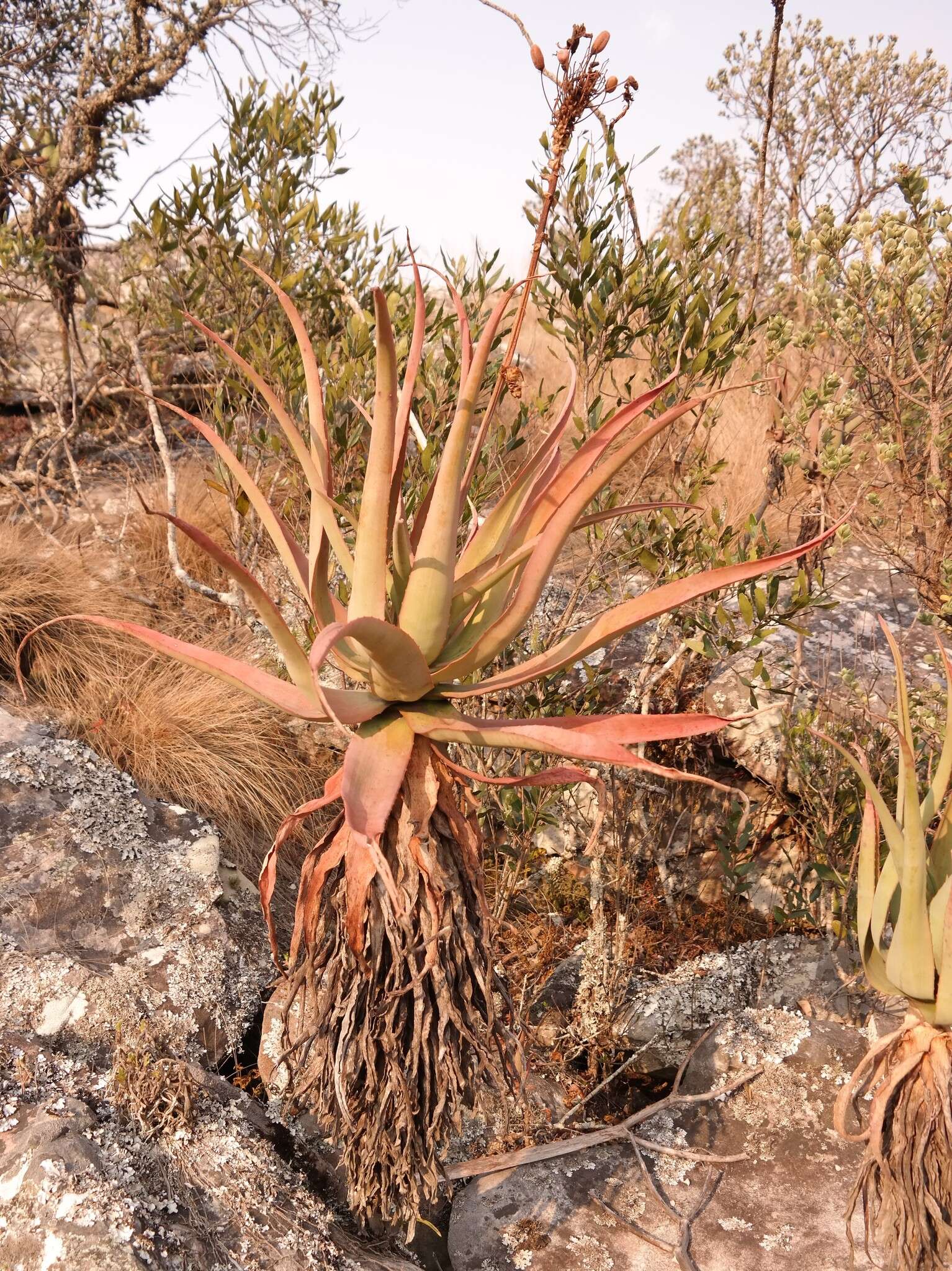 Image of Munch's great chimanimani aloe