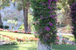 Слика од Bougainvillea glabra Choisy