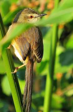 Image of Prinia subflava pondoensis Roberts 1922