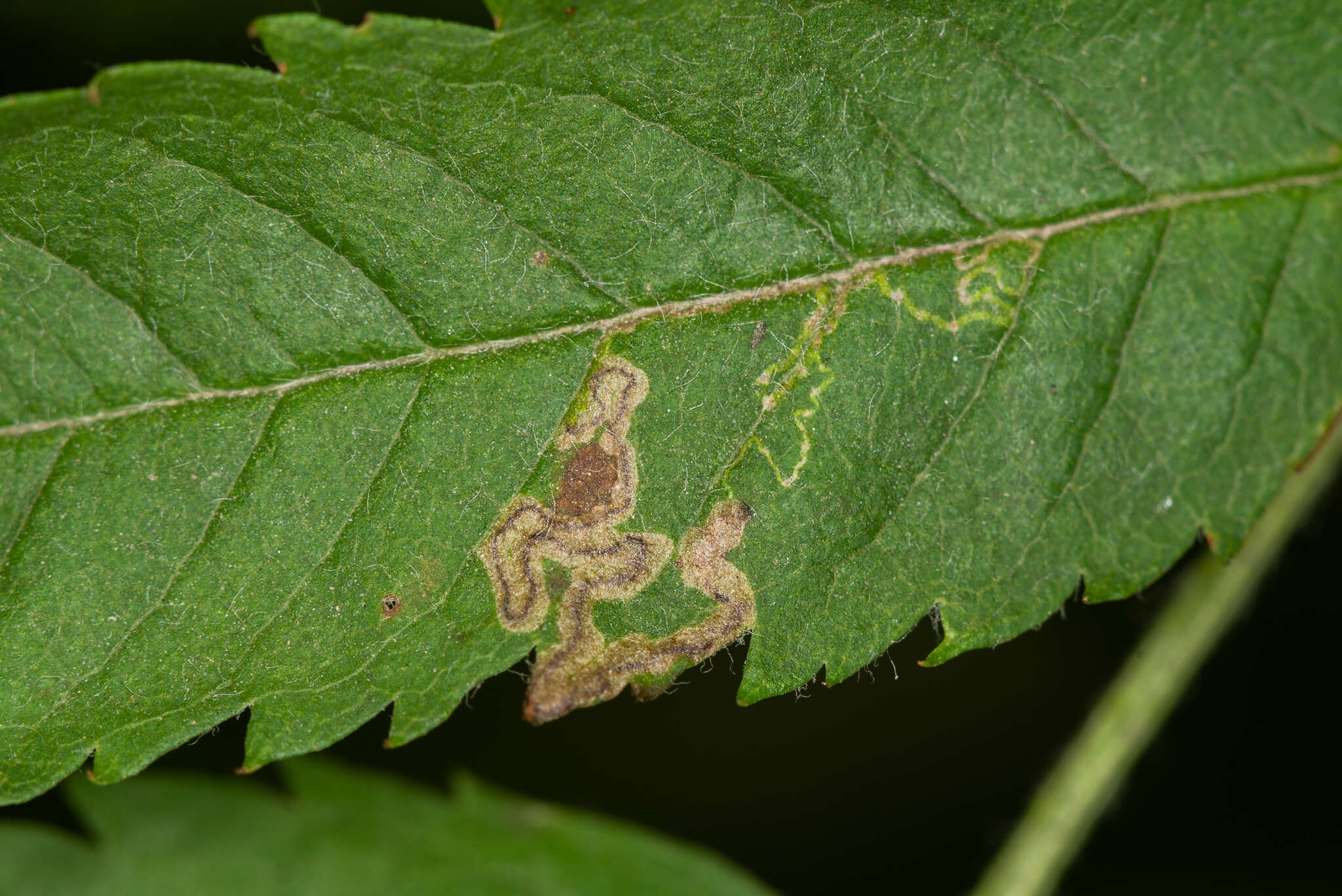 Image of Stigmella magdalenae (Klimesch 1950) Emmet 1979