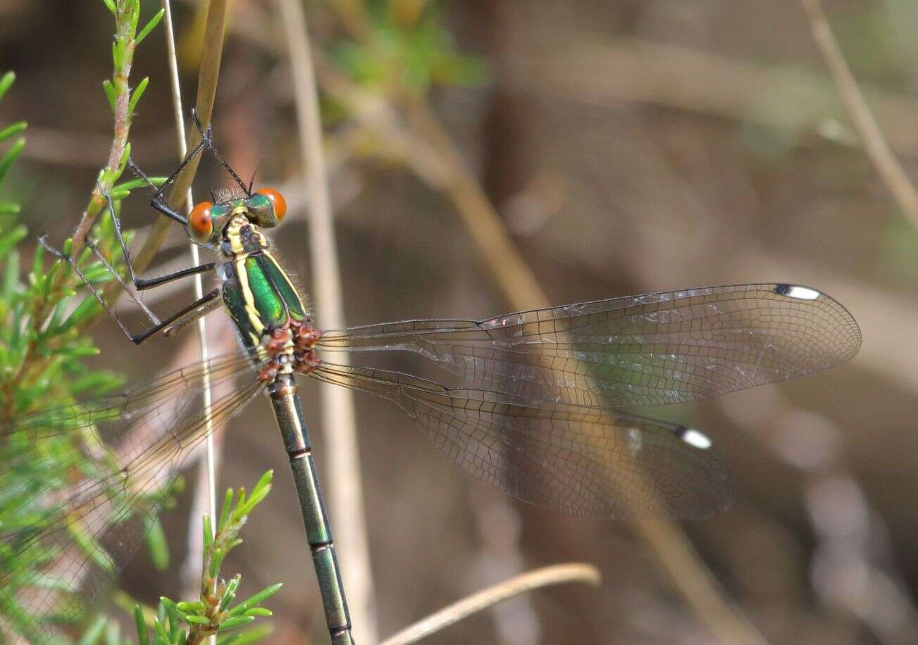 Image of Drakensberg Malachite