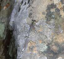 Image of Drakensberg Malachite