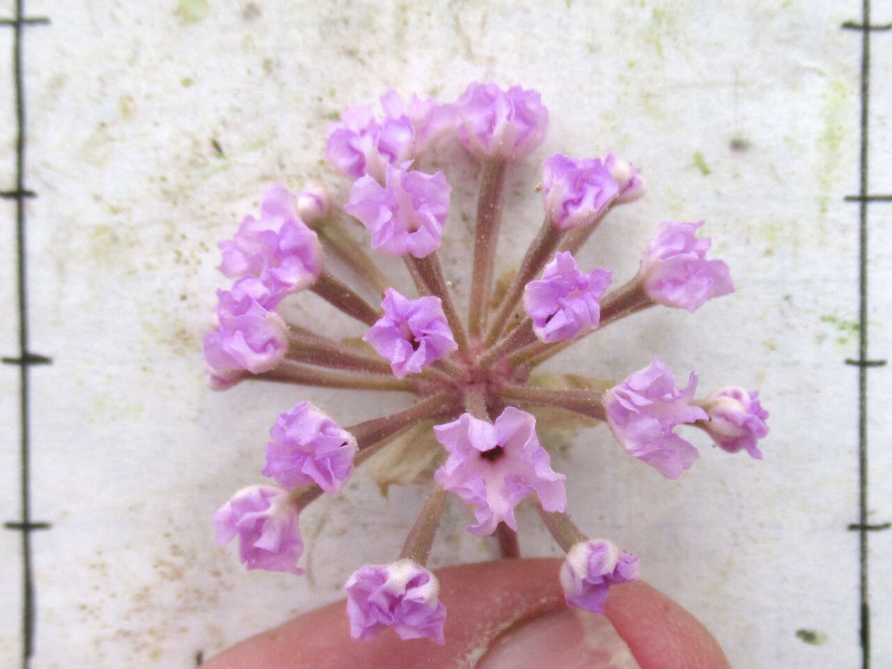 Image of Carleton's sand verbena