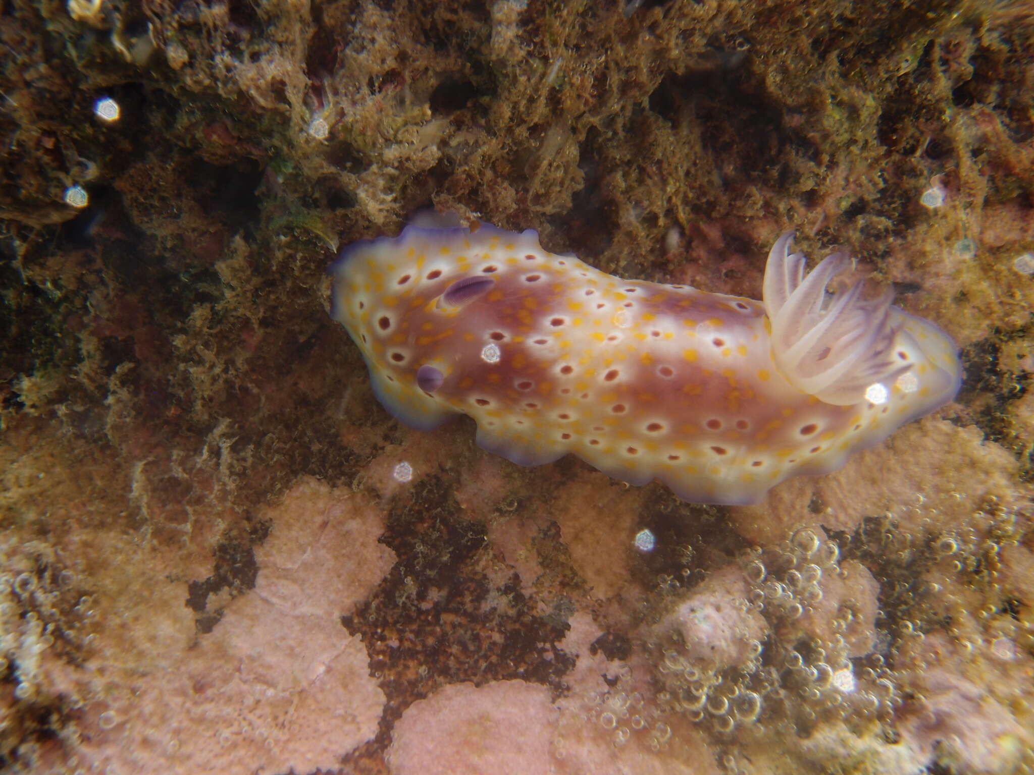 Image of Goniobranchus cavae (Eliot 1904)