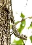 Image of Sri Lankan bloodsucker