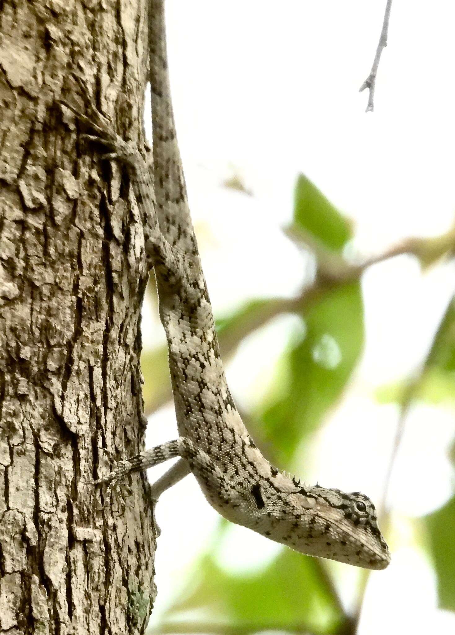 Image of Sri Lankan bloodsucker