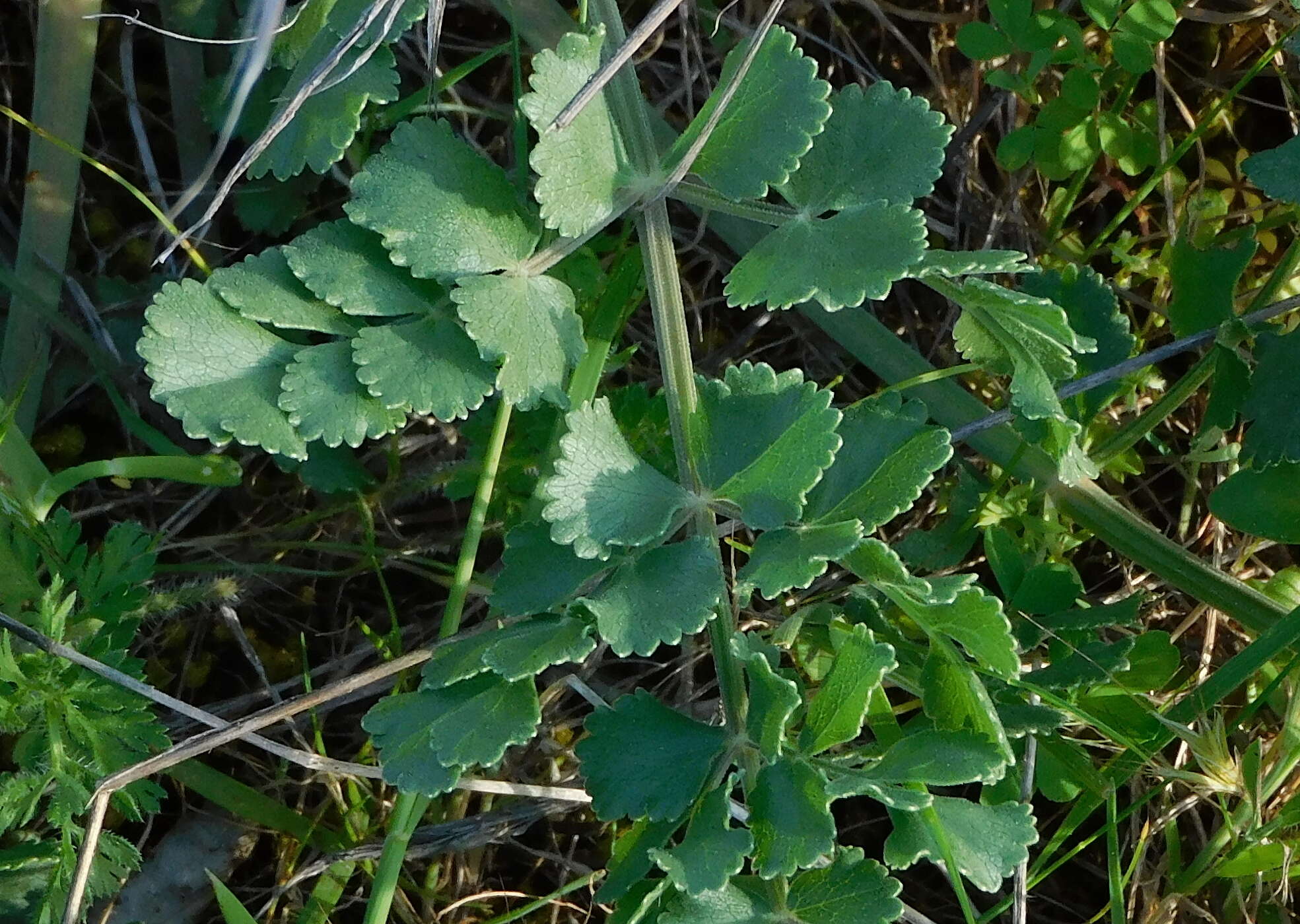 Image of Pimpinella villosa Schousboe