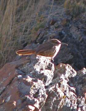 Image of Rock Earthcreeper