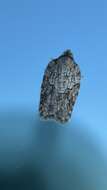 Image of Acleris ptychogrammos Zeller 1875