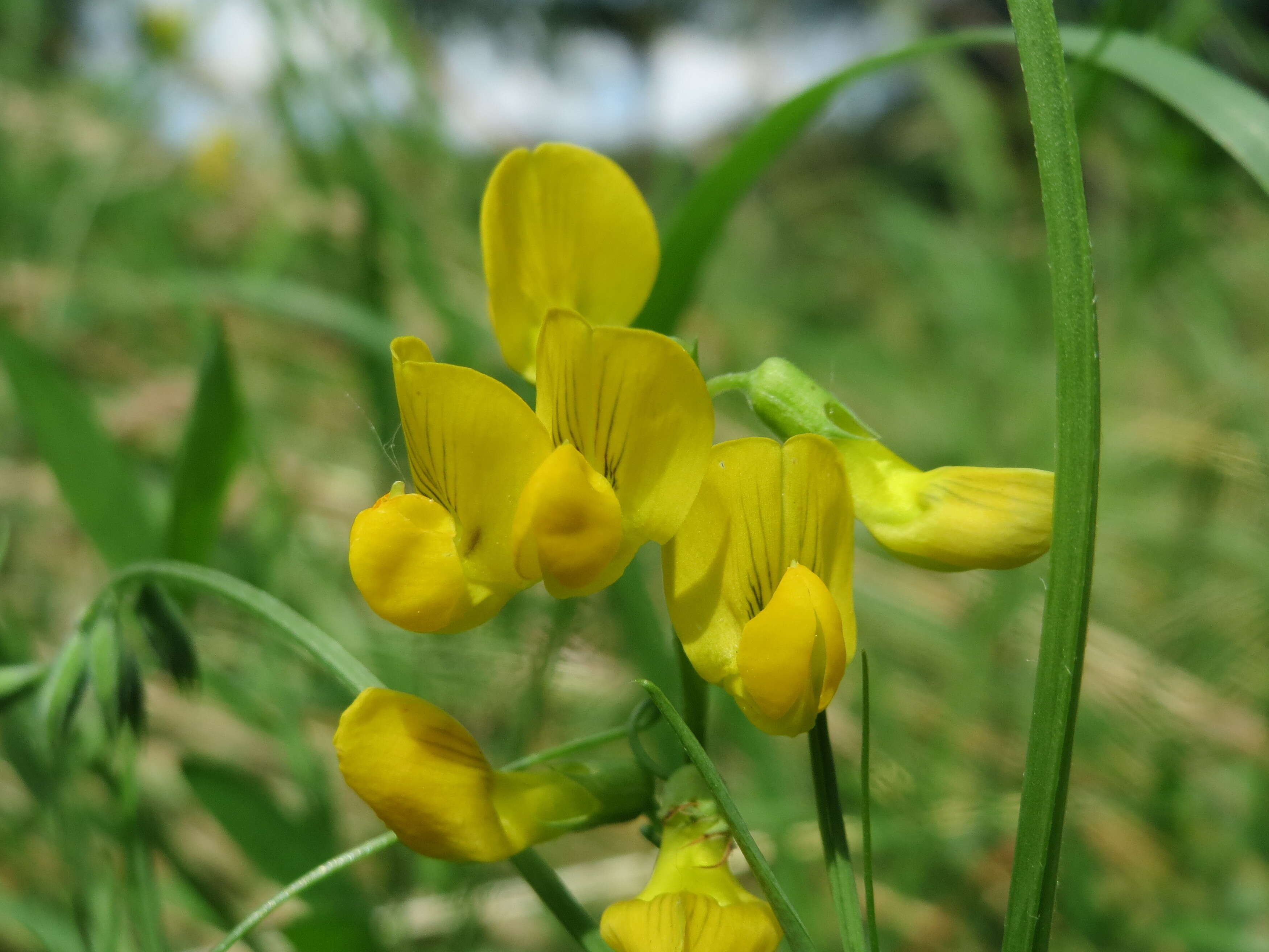 Image of meadow pea