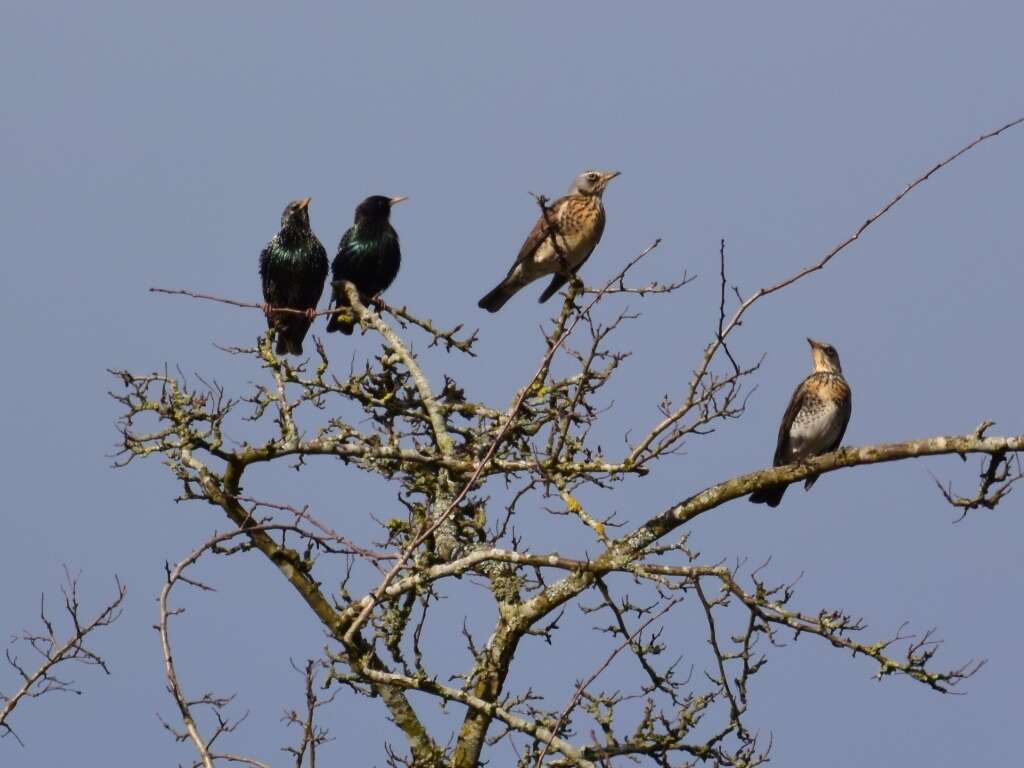 Image of Fieldfare