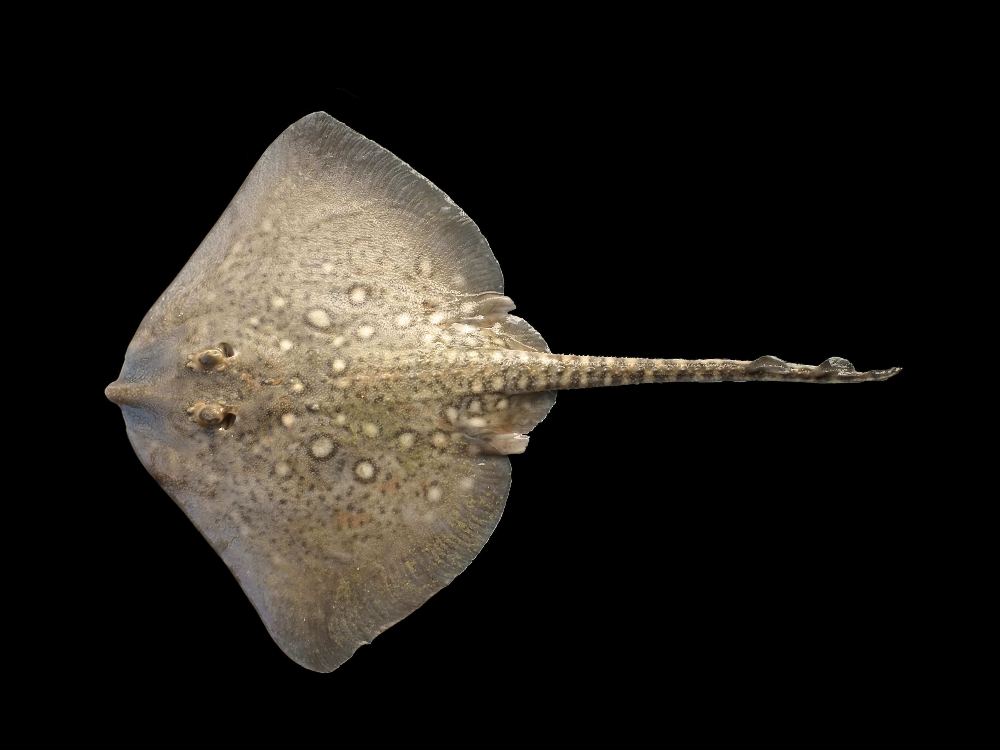 Image of Thornback skate