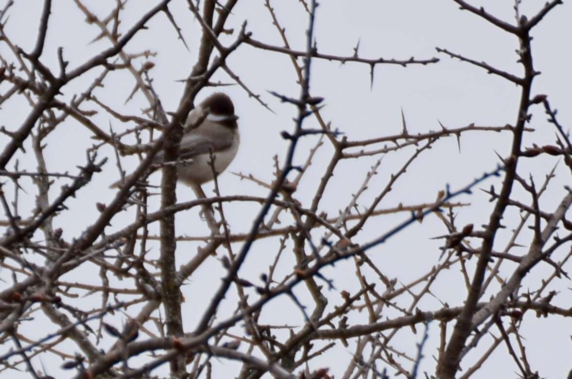 Image of Sombre Tit