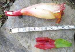 Image of Costus guanaiensis var. tarmicus (Loes.) Maas