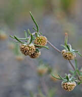 Artemisia macrocephala Jacquem. ex Bess. resmi