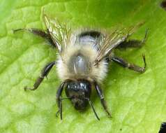 Image of Common carder bumblebee