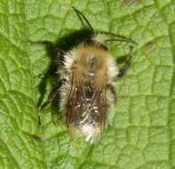 Image of Common carder bumblebee