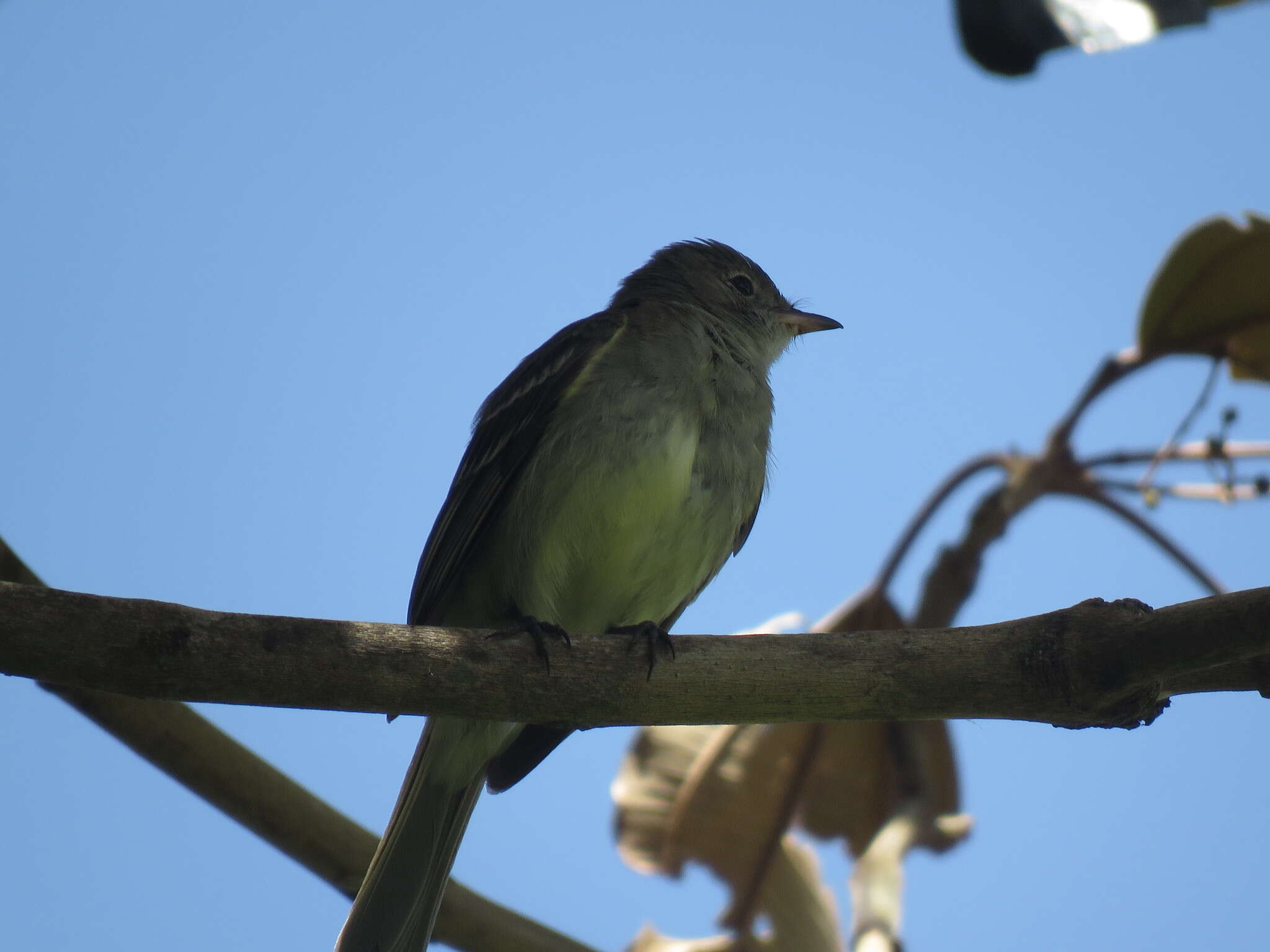 Image of Lesser Elaenia