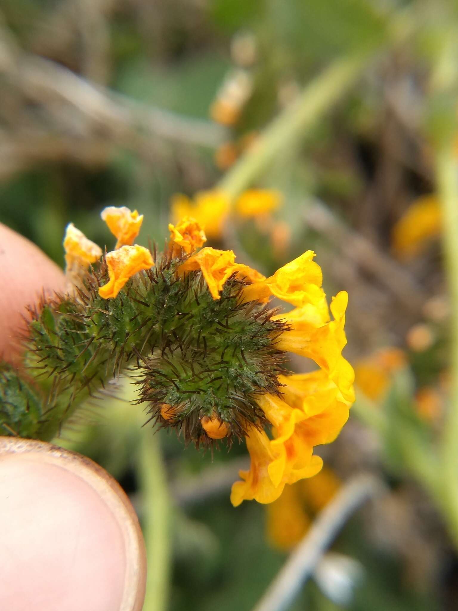 Image of Woolly-Breeches