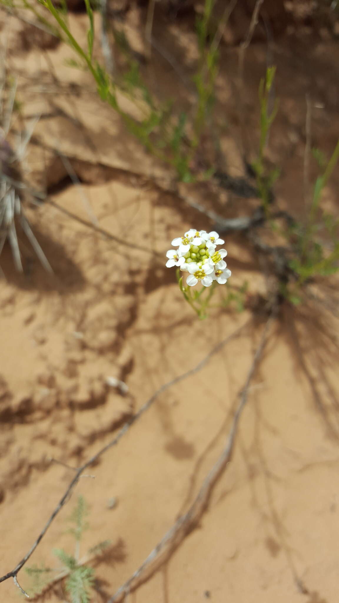 Image of mountain pepperweed