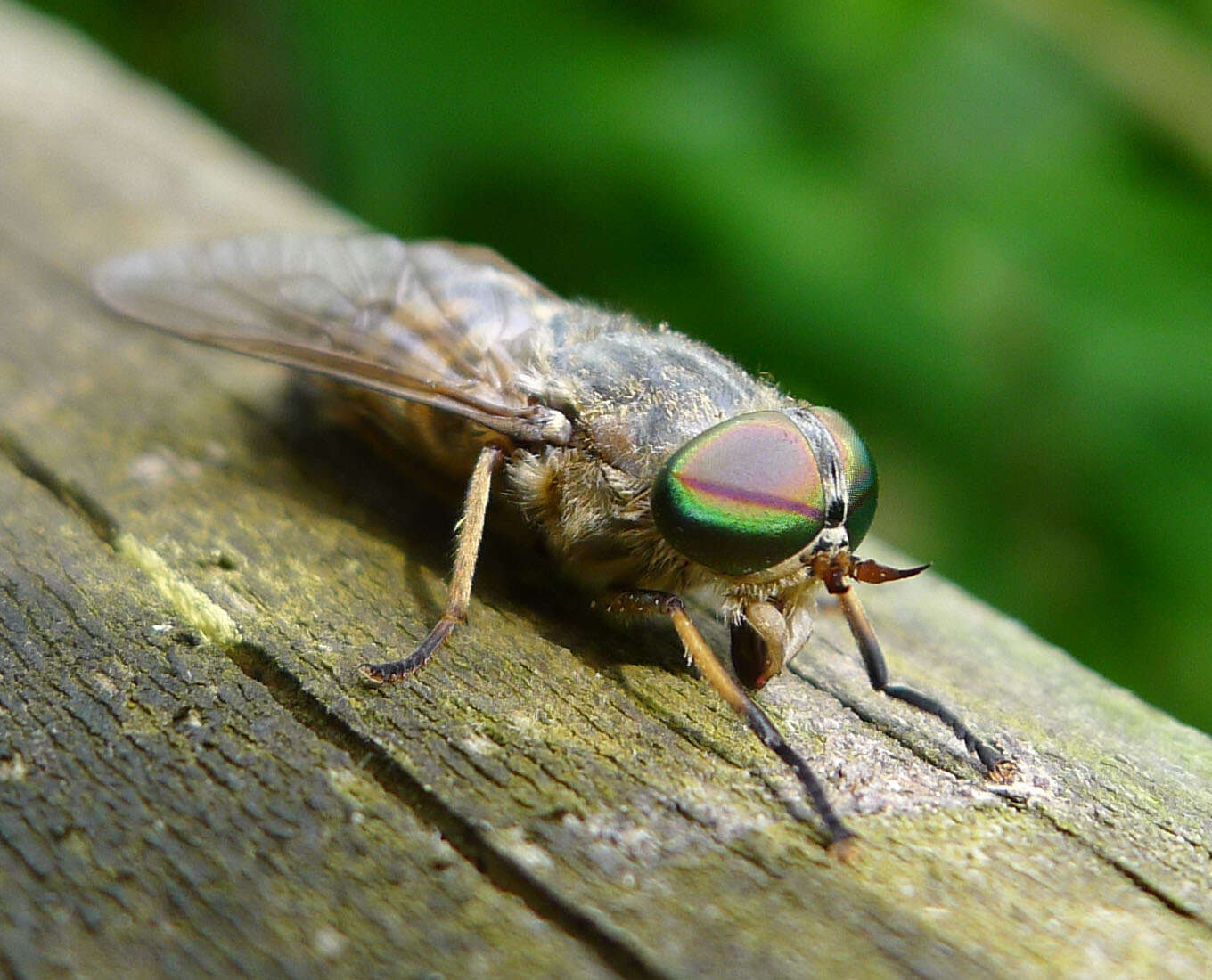 Image of Tabanus bromius Linnaeus 1758