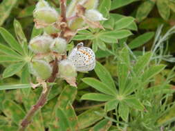 Image of Plebejus samuelis