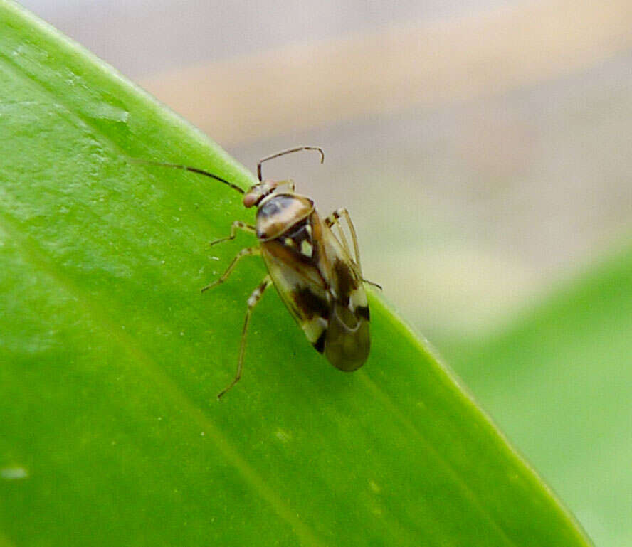 Image of Orthops basalis (A. Costa 1853)