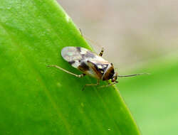 Image of Orthops basalis (A. Costa 1853)