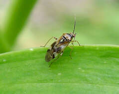 Image of Orthops basalis (A. Costa 1853)