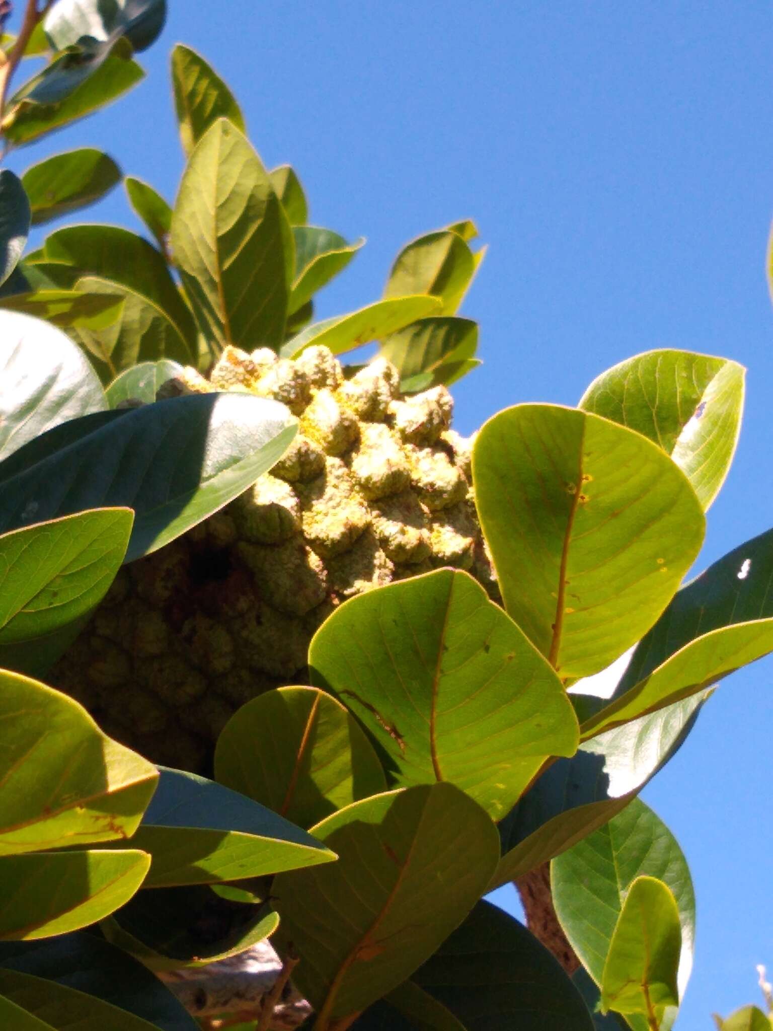 Image of Annona crassiflora Mart.