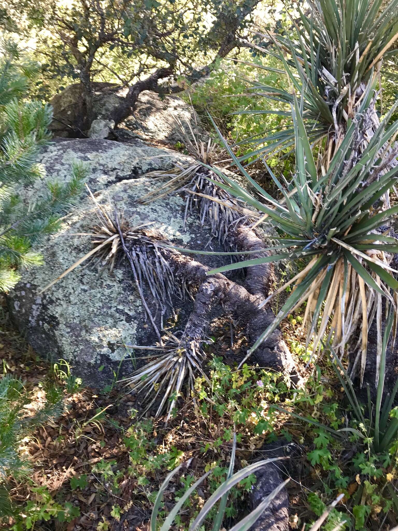 Image of Yucca baccata var. brevifolia L. D. Benson & Darrow