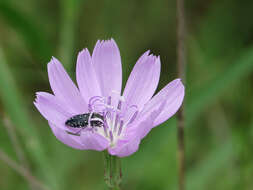 Image of Texas skeletonplant