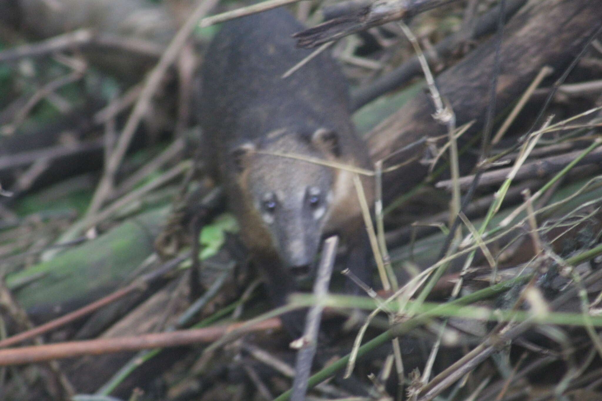 Image of Nasua nasua nasua (Linnaeus 1766)