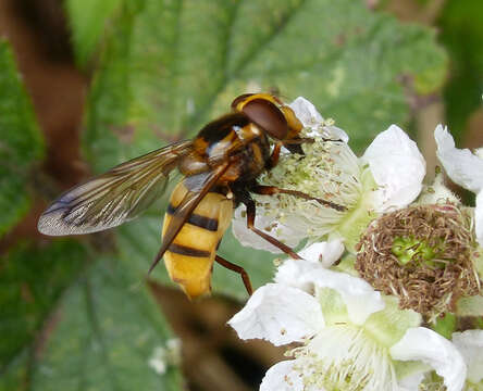 Image of lesser hornet hoverfly