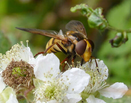 Image of lesser hornet hoverfly