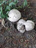 Image of Amanita strobiliformis (Paulet ex Vittad.) Bertill. 1866