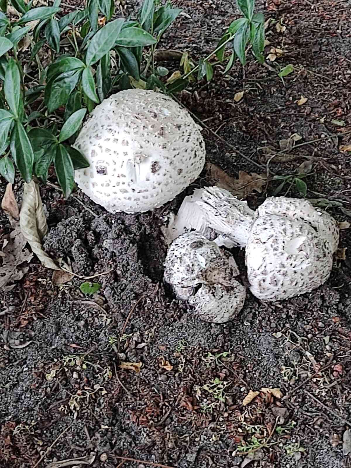 Image of Amanita strobiliformis (Paulet ex Vittad.) Bertill. 1866