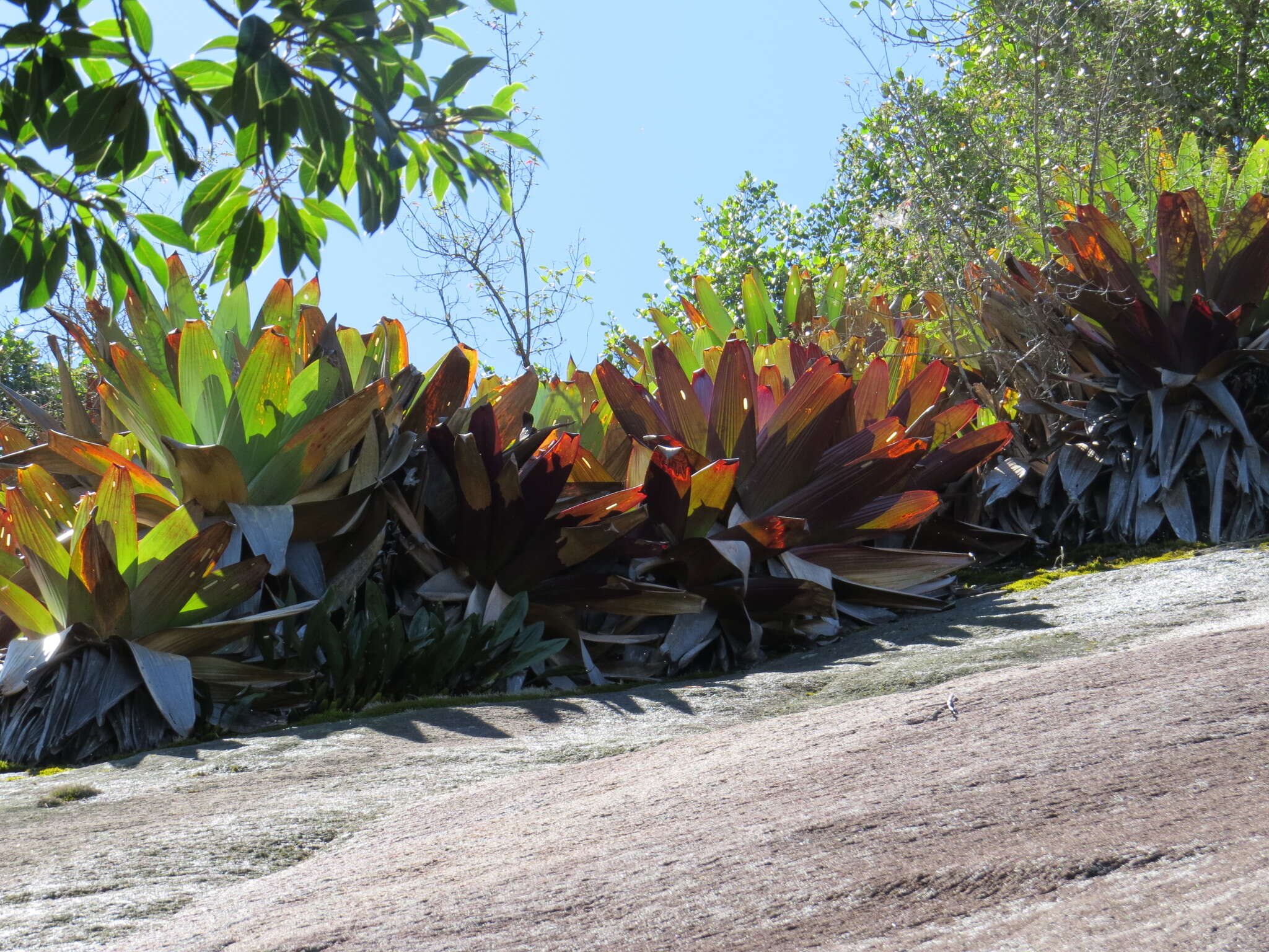 Image of Alcantarea imperialis (Carrière) Harms